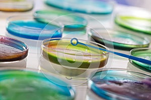 Microbiology - Colourful bacterial cultures in petri dishes