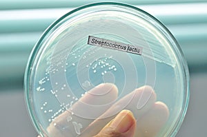 Microbiology laboratory test