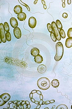 Microbiology and microscopy sample