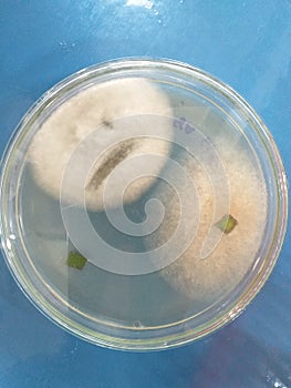 Microbiology Mycology mold Isolate from banana leave KMUTT Thailand