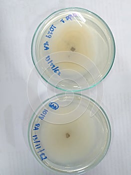 Microbiology Mycology mold Isolate from banana leave KMUTT Thailand