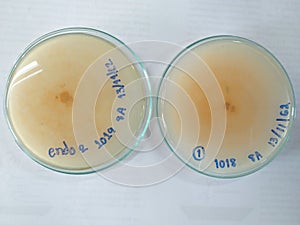 Microbiology Mycology mold Isolate from banana leave KMUTT Thailand