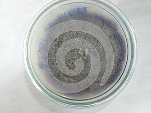 Microbiology Mycology mold Isolate from banana leave KMUTT Thailand