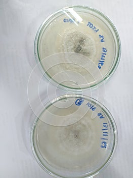 Microbiology Mycology mold Isolate from banana leave KMUTT Thailand