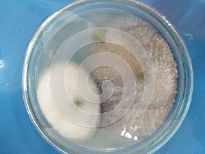 Microbiology Mycology mold Isolate from banana leave KMUTT Thailand photo