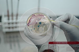 Microbiology photo