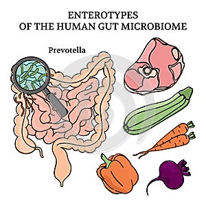 MICROBIOM ENTEROTYPES PREVOTELLA Medicine Vector Illustration