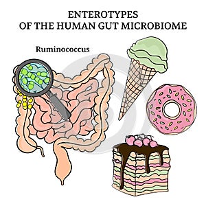 MICROBIOM ENTEROTYPES RUMINOCOCCUS Medicine Vector Illustration