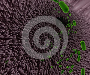 microbiome inside of digestive tract photo