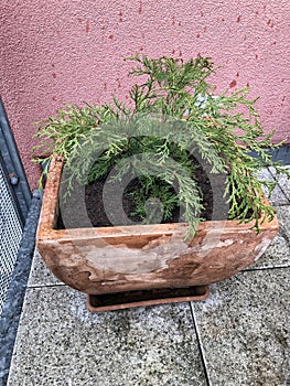 Microbiota decussata small bush in brown flower bed