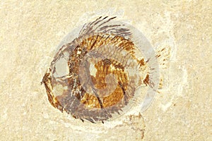 Microcapros libanicus