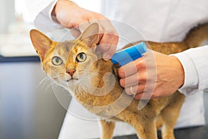 Microchip implant by cat photo