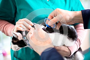 Microchiping cat in vet clinic