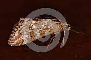 Microcosm around us (butterfly).