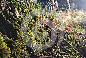 The microcosm of the forest green moss covered tree trunk