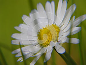 Microcosmos macro daisy plant