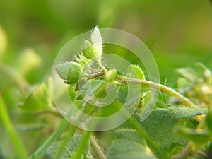 Microcosmos macro grass