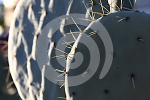 Microdasys cactus. Cactus backdround, cacti design pattern.