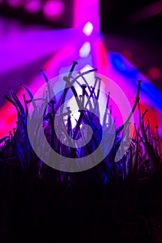 microdose psilocybin mushrooms