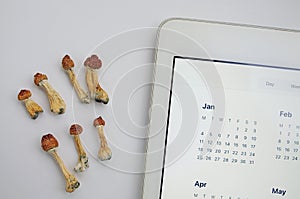 Microdosing diary plan. Dried psilocybin mushrooms Golden Teacher with digital calendar on white background.