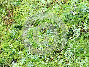 Microflora habitat with mosses, ferns and geophytes