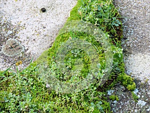 Microflora habitat with mosses, ferns and geophytes in a crevice of concrete