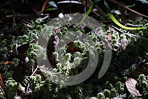 Microflora in natural forest;moss in natural forest