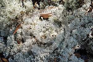 Microflora in natural forest;moss-like lichens in natural forest