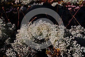 Microflora in natural forest;moss-like lichens
