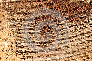 Microfungi on wood.