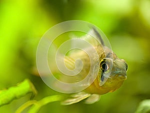 Microgeophagus altispinosus