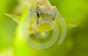 Microgeophagus altispinosus