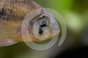 Microgeophagus altispinosus