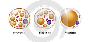 Vector set of brown, beige and white fat cells. Illustration of adipose tissue