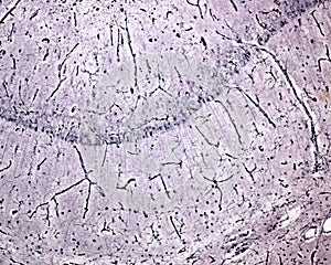 Microglia photo