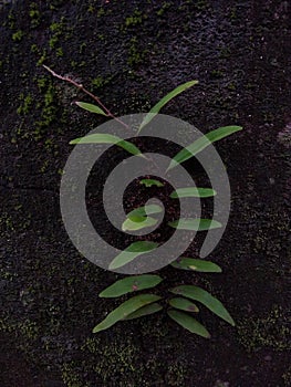Microgramma squamulosa fern growing on a rock
