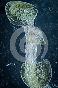 Micrograph arabidopsis thaliana root photo