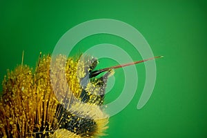 Micrograph of the bee sting