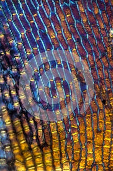 Micrograph of cells from a moss leaf.