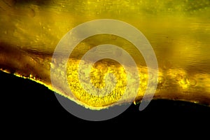 Micrograph of Crocus stamen photo