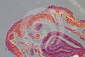 Micrograph earthworm crosscutting