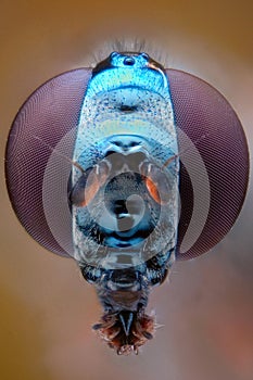 Micrograph of the head of a gadfly