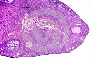 micrograph of ovary showing primordial, primary and secondary follicles isolated on white background.