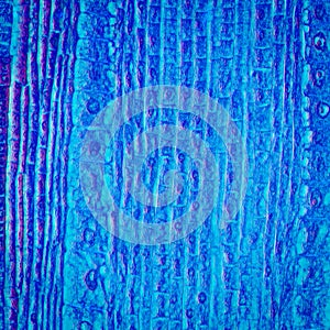 Micrograph plant root tip tissue