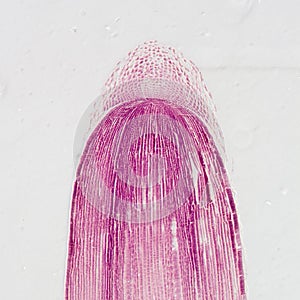 Micrografía planta la raíz tejido 