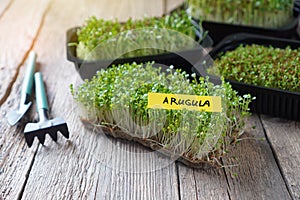 Microgreen arugula sprouts