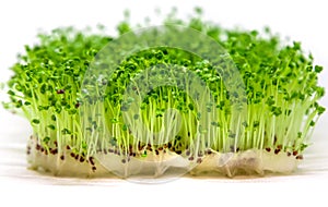 Microgreen arugula sprouts isolate on a white background. Selective focus