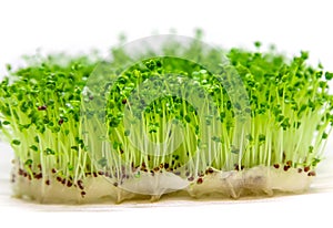 Microgreen arugula sprouts isolate on a white background. Selective focus