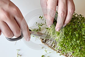 Microgreen arugula sprouts. Woman cuts off micro greens with scissors