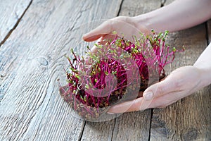 Microgreen beet in female hands photo